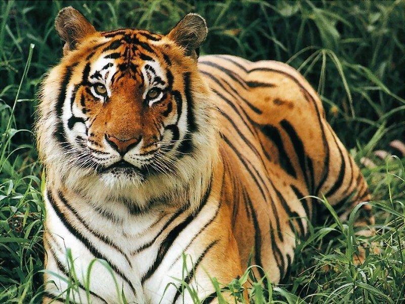 Interesting Facts About Bengal Tiger, 385