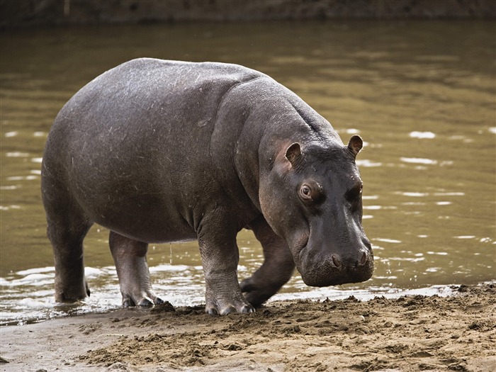 hippopotamus habitat