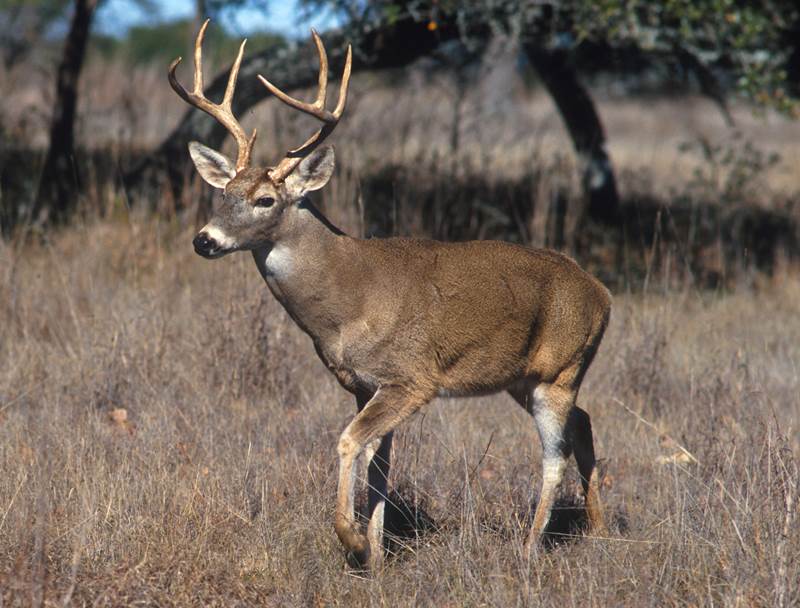 male deer sounds