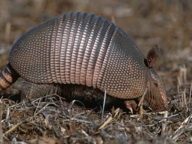 https://mammalfacts.com/thecontent/images/2014/03/Nine-Banded%20Armadillo.jpg
