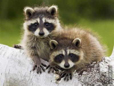 raccoons.jpg