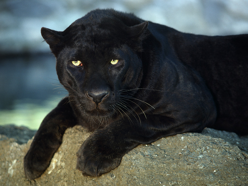 panther